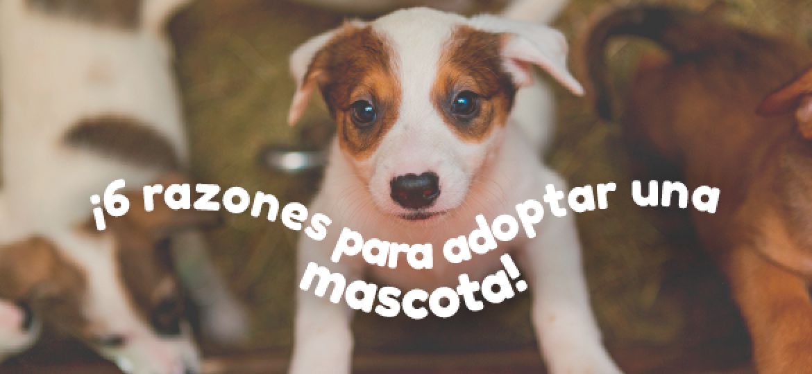 PORTADA-adopta-una-mascota-585x400-1